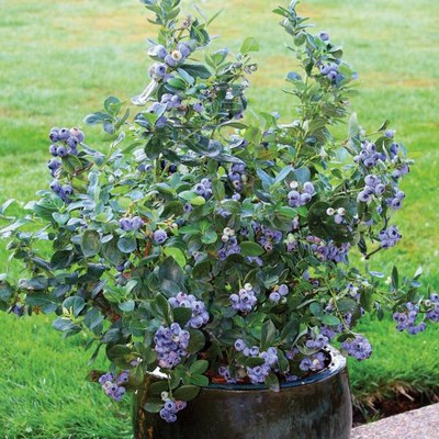 Gartentipp August - Heidelbeeren jetzt pflanzen