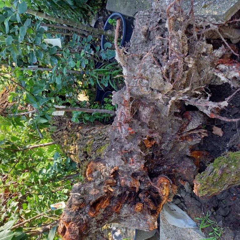 Gartentipp November - Baum schneiden