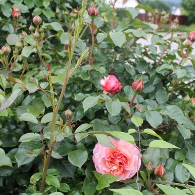 Gartentipp im März - Rosen schneiden - wenn Forsytien blühen!